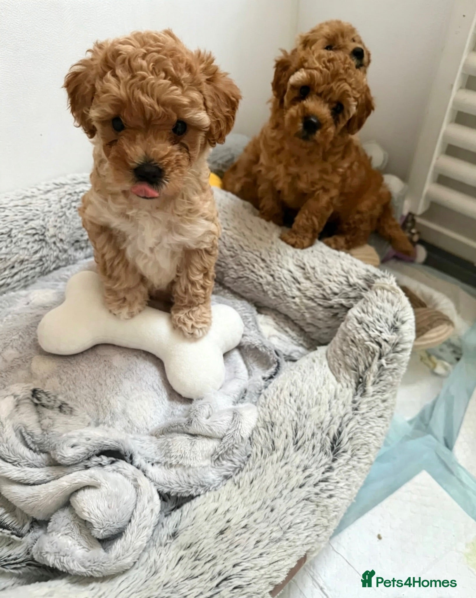 Maltipoo dogs 🐶 Adorable Toy Maltipoo Puppies for sale 🐶  - Advert 2