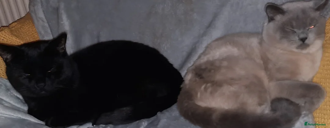 British Shorthair cats for sale: 2 male British short-hair cats  - Advert 1