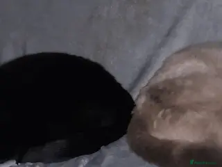 British Shorthair cats 2 male British short-hair cats - Advert 2