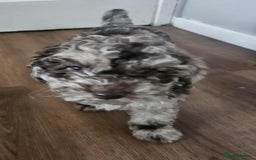 Miniature Poodle dogs for sale: Mini poodle for sale - Image 6