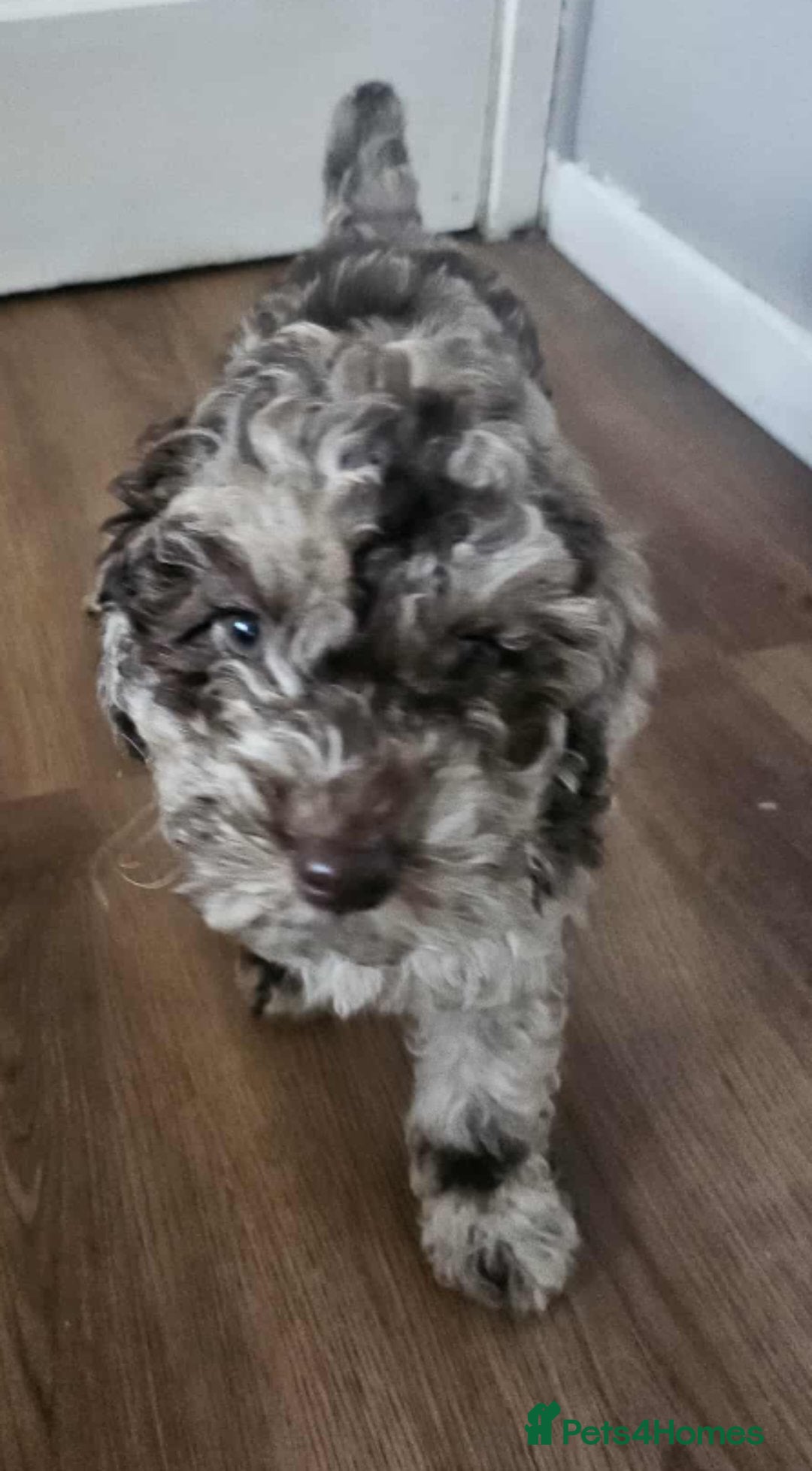 Miniature Poodle dogs for sale: Mini poodle for sale - Image 6