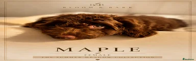 Maple