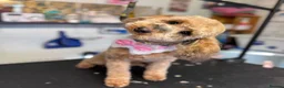 Cockapoo dogs for sale: 2 cockapoos to go together  - Advert 6