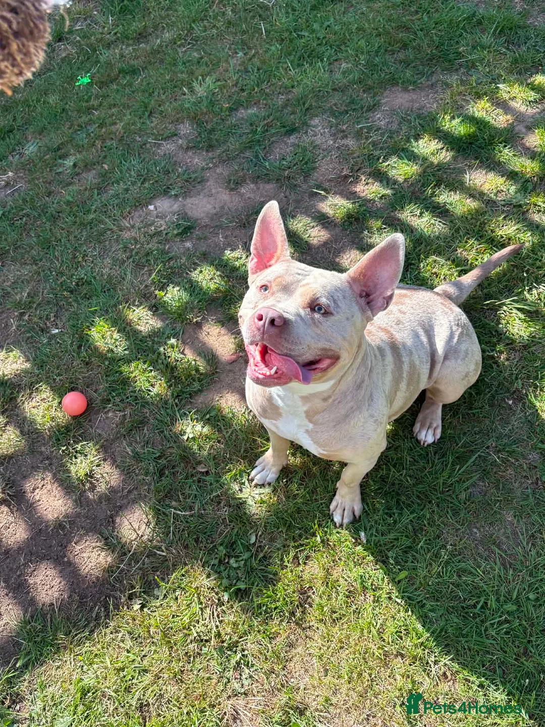 Mixed Breed dogs for sale: Need to re-home beautiful staffy x Frenchie female - Advert 2
