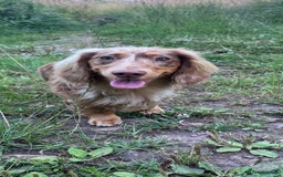 Dachshund dogs for stud: Chocolate Dapple Long-Haired Dachshund stud - Image 4