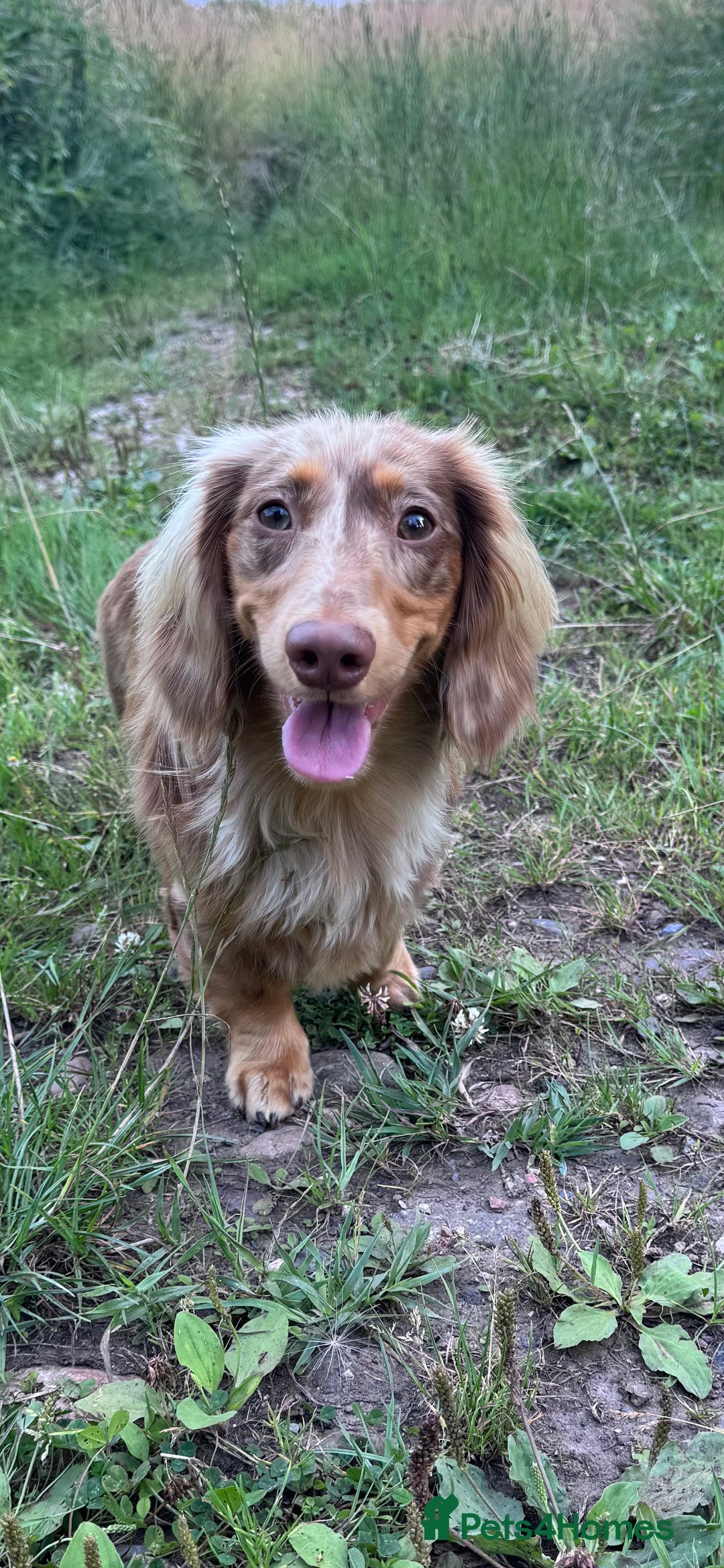 Dachshund dogs for stud: Chocolate Dapple Long-Haired Dachshund stud - Image 4