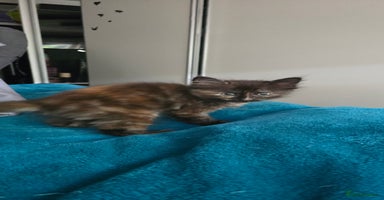 Maine Coon cats - Advert 14