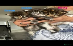Maine Coon cats for sale: Affectionate Pure Breed Mainecoon Kittens - Image 15