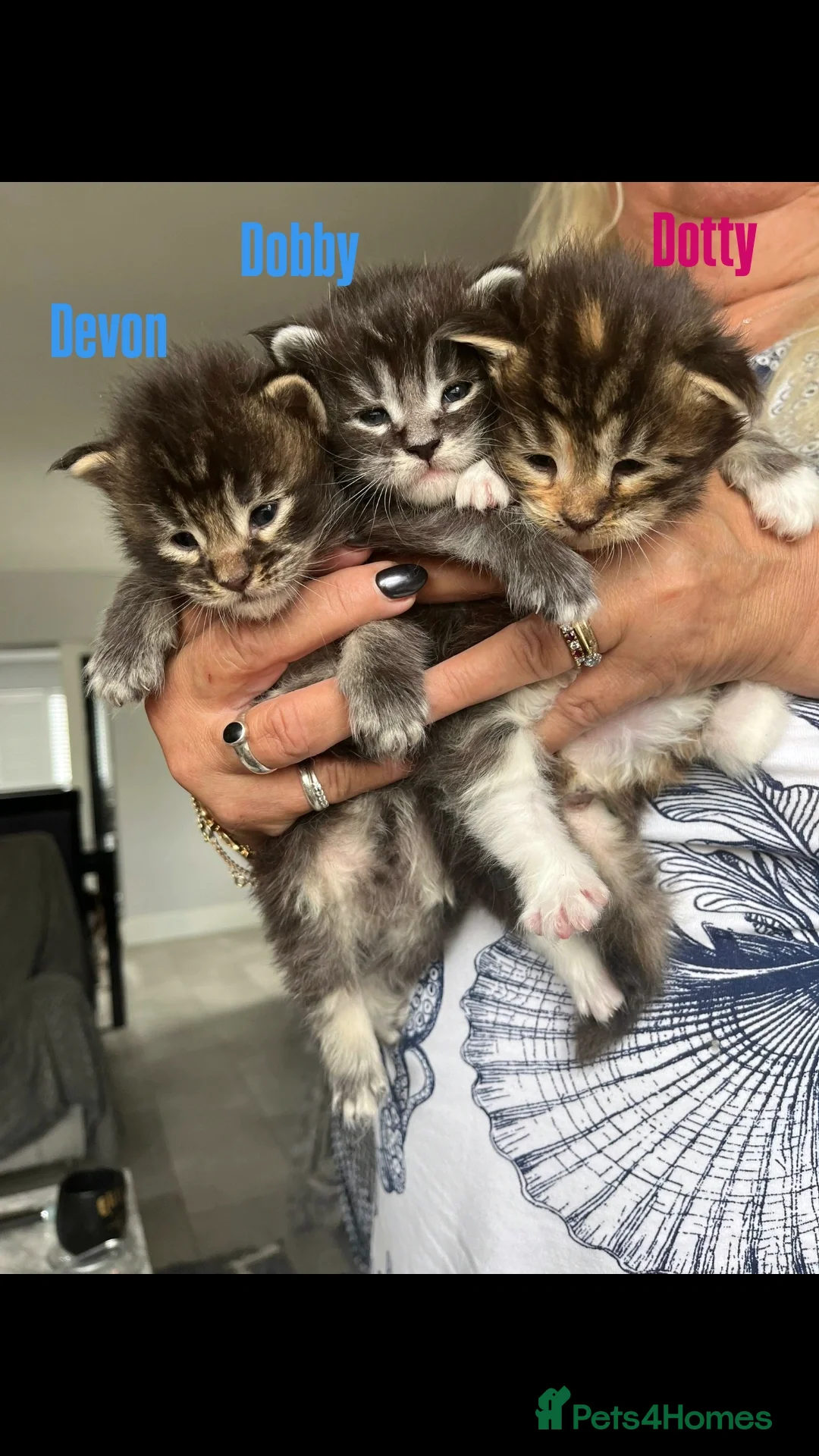Maine Coon cats for sale: Affectionate Pure Breed Mainecoon Kittens - Image 15