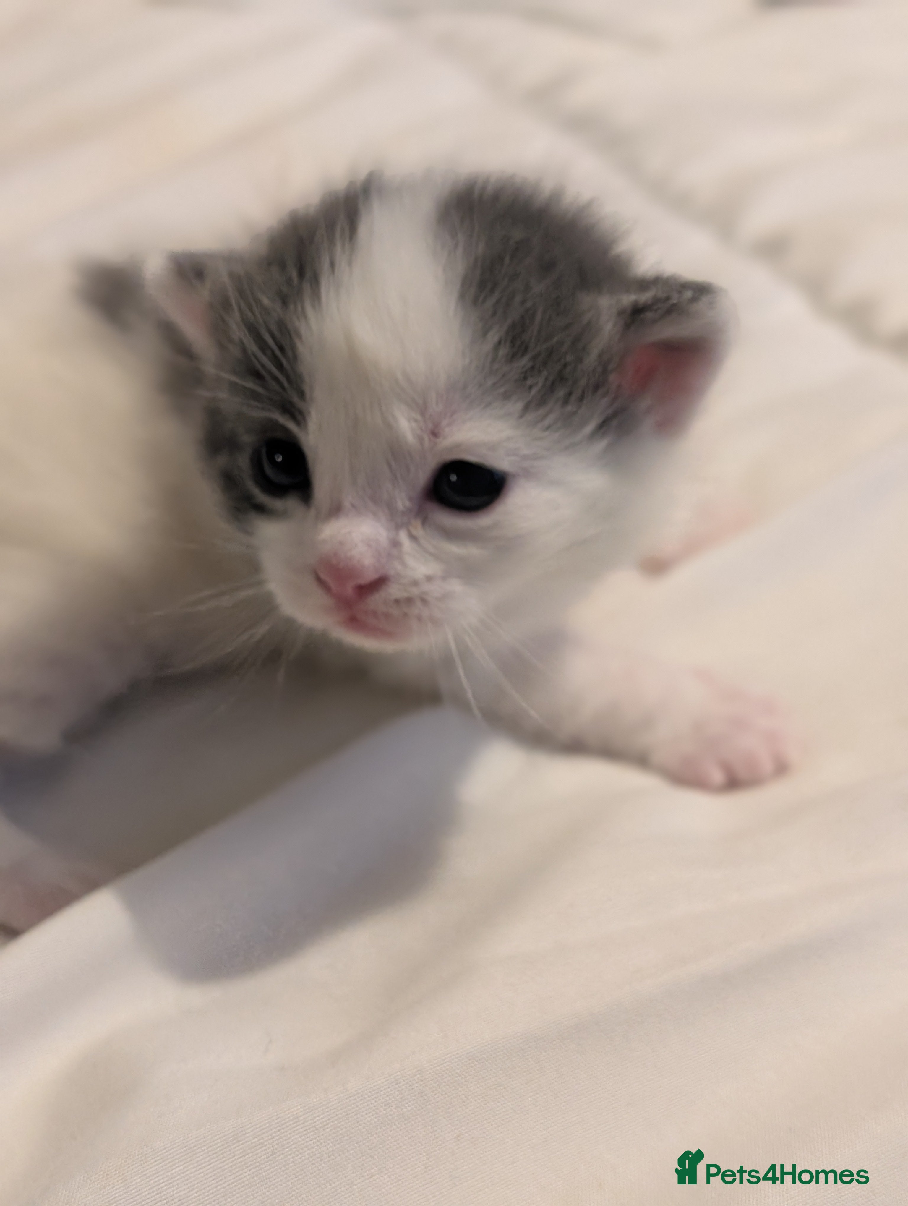 Domestic Shorthair cats for sale: 🖤 LAST KITTEN REMAINING – Midnight 🖤 - Advert 36