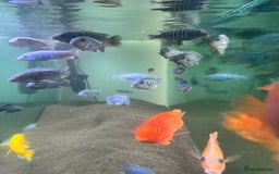 Cichlids fish for sale: Malawi Cichlids  - Image 2