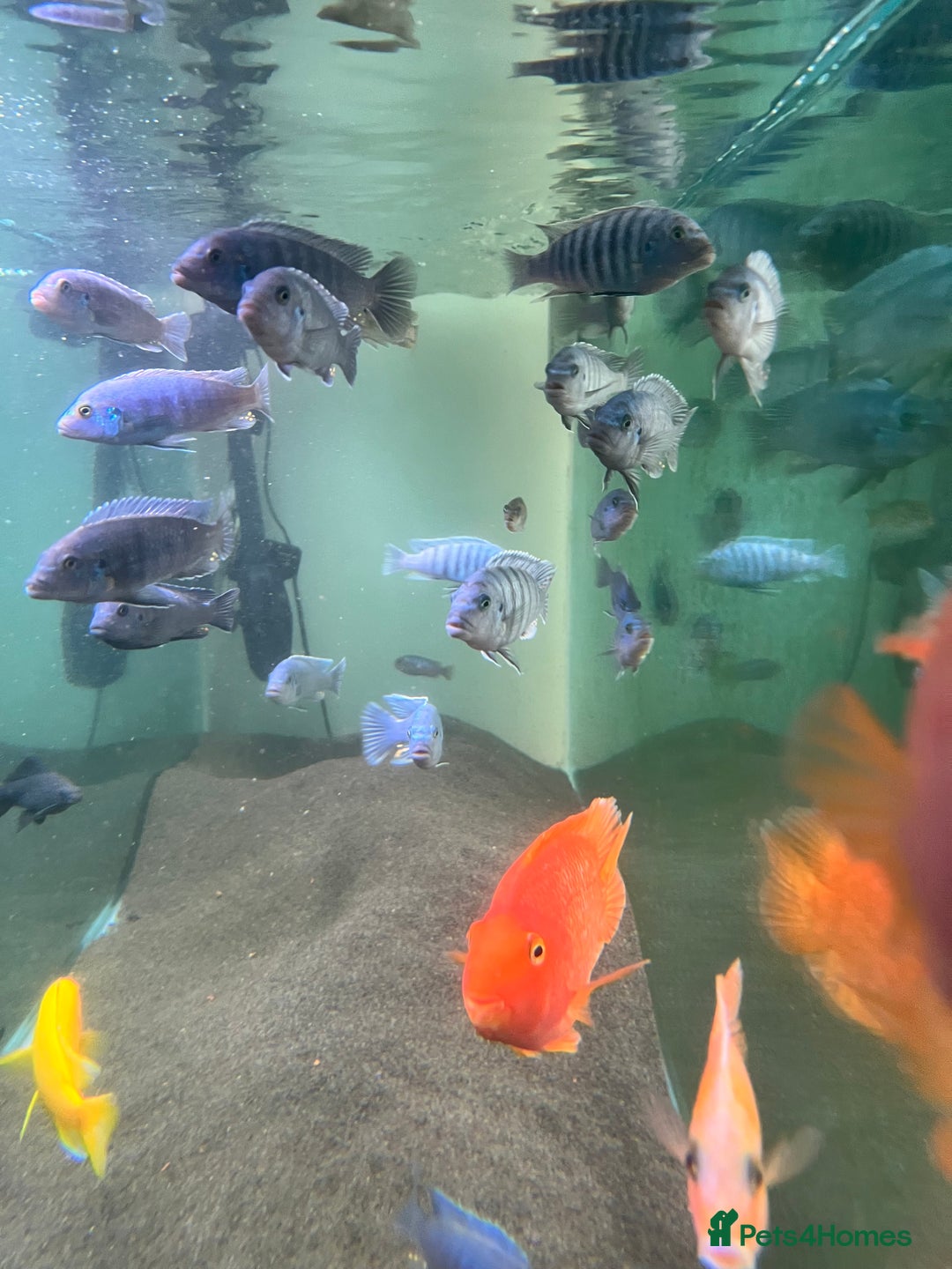 Cichlids fish for sale: Malawi Cichlids  - Image 2