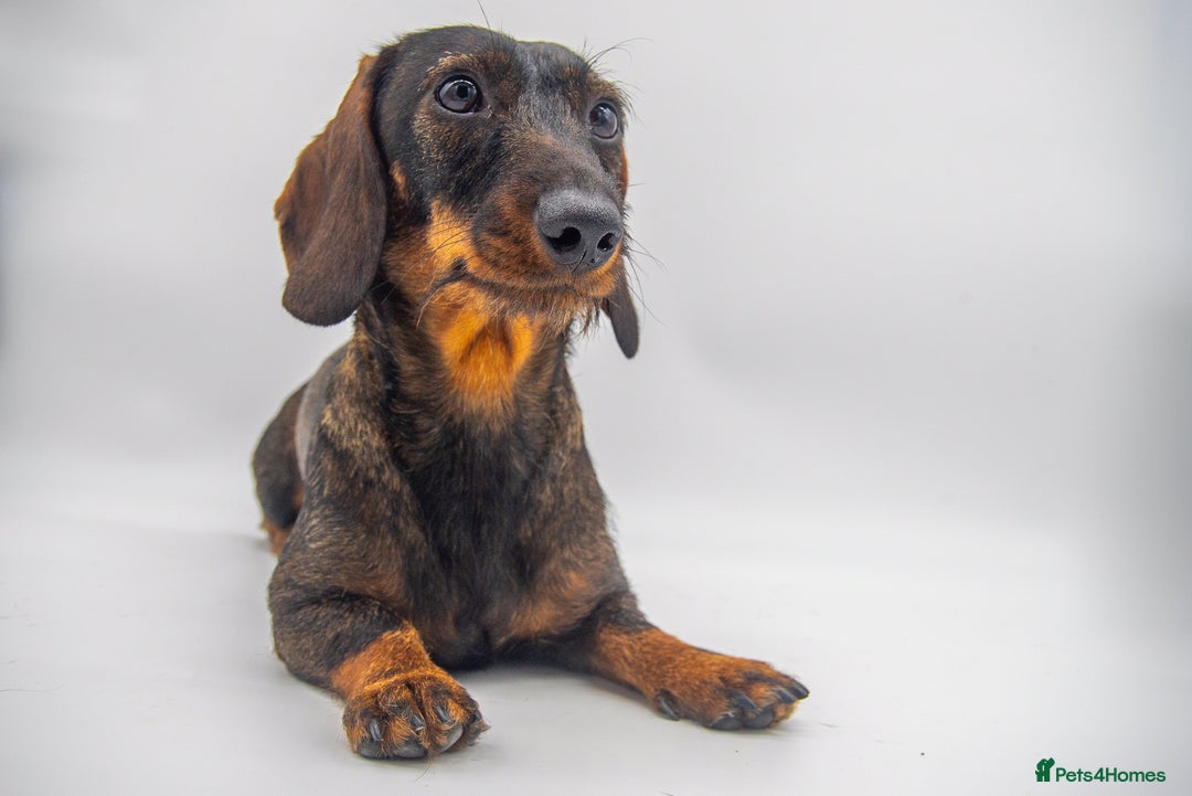 Dachshund dogs for sale: KC Standard Wire-haired Dachshund puppies - Image 12