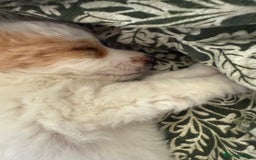 Jackapoo dogs for sale: Jackpoo pup for rehome  - Image 5