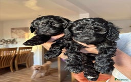 Cockapoo dogs for sale: F2 Cockapoo puppies  - Image 1