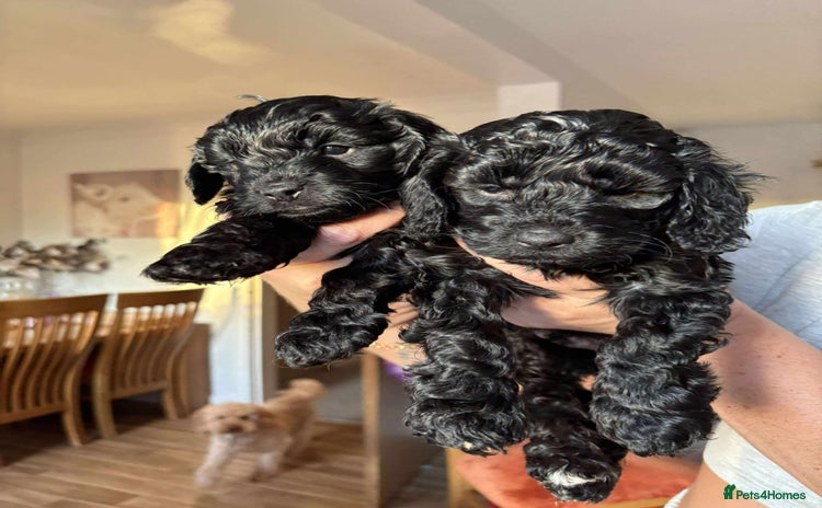 Cockapoo dogs - Advert 14