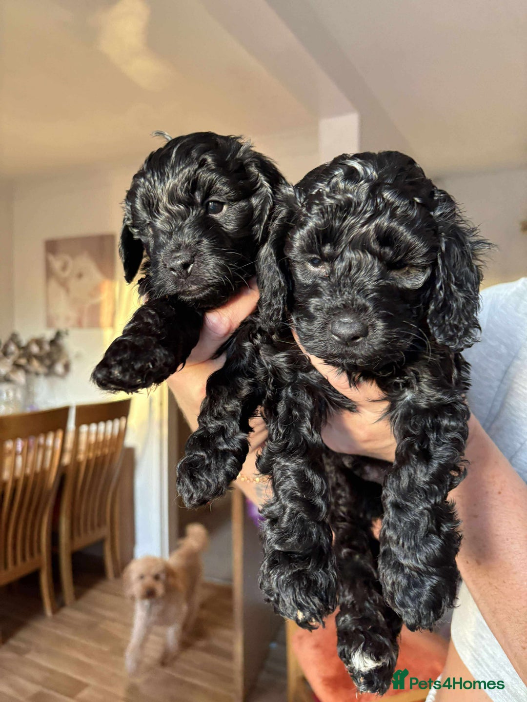 Cockapoo dogs for sale: F2 Cockapoo puppies  - Image 1
