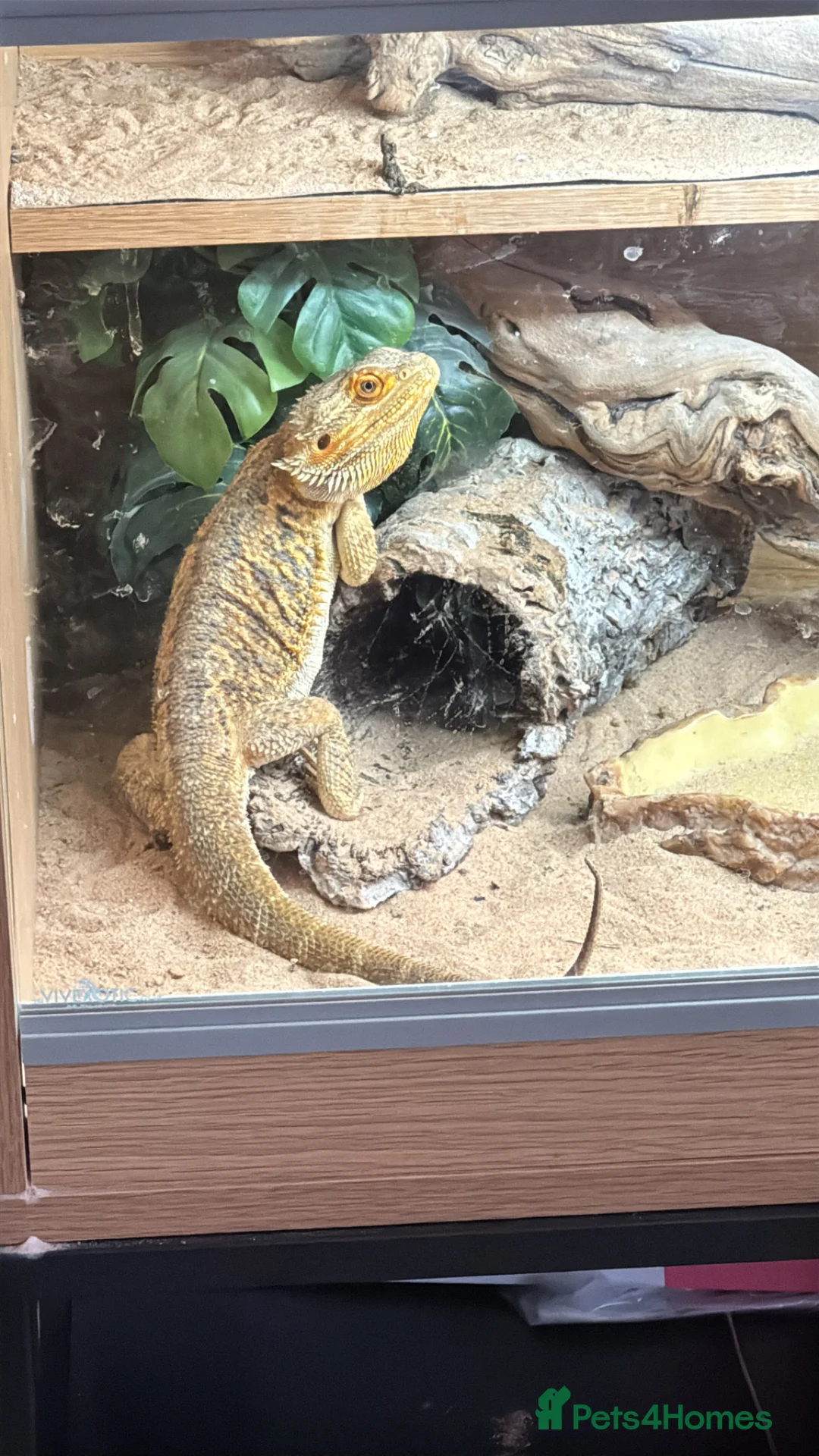 Bearded Dragon reptiles for sale: Bearded dragon for sale in Milton Keynes - Advert 2