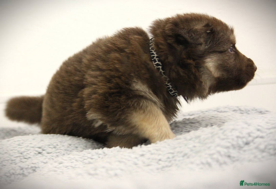 German Shepherd dogs for sale: GORGEAOUS K/C Registered German Shepherd puppies - Image 6