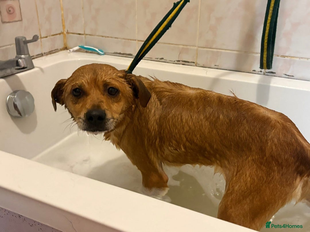 Mixed Breed dogs for adoption: Fry - Norwich Norfolk  - Advert 18