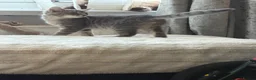 British Shorthair cats for sale: Stunning male kitten  - Advert 3