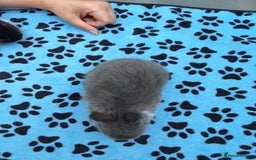 Netherland Dwarf rabbits for sale: 3 Netherland Dwarf bunnies ready 4 forever homes  - Image 17