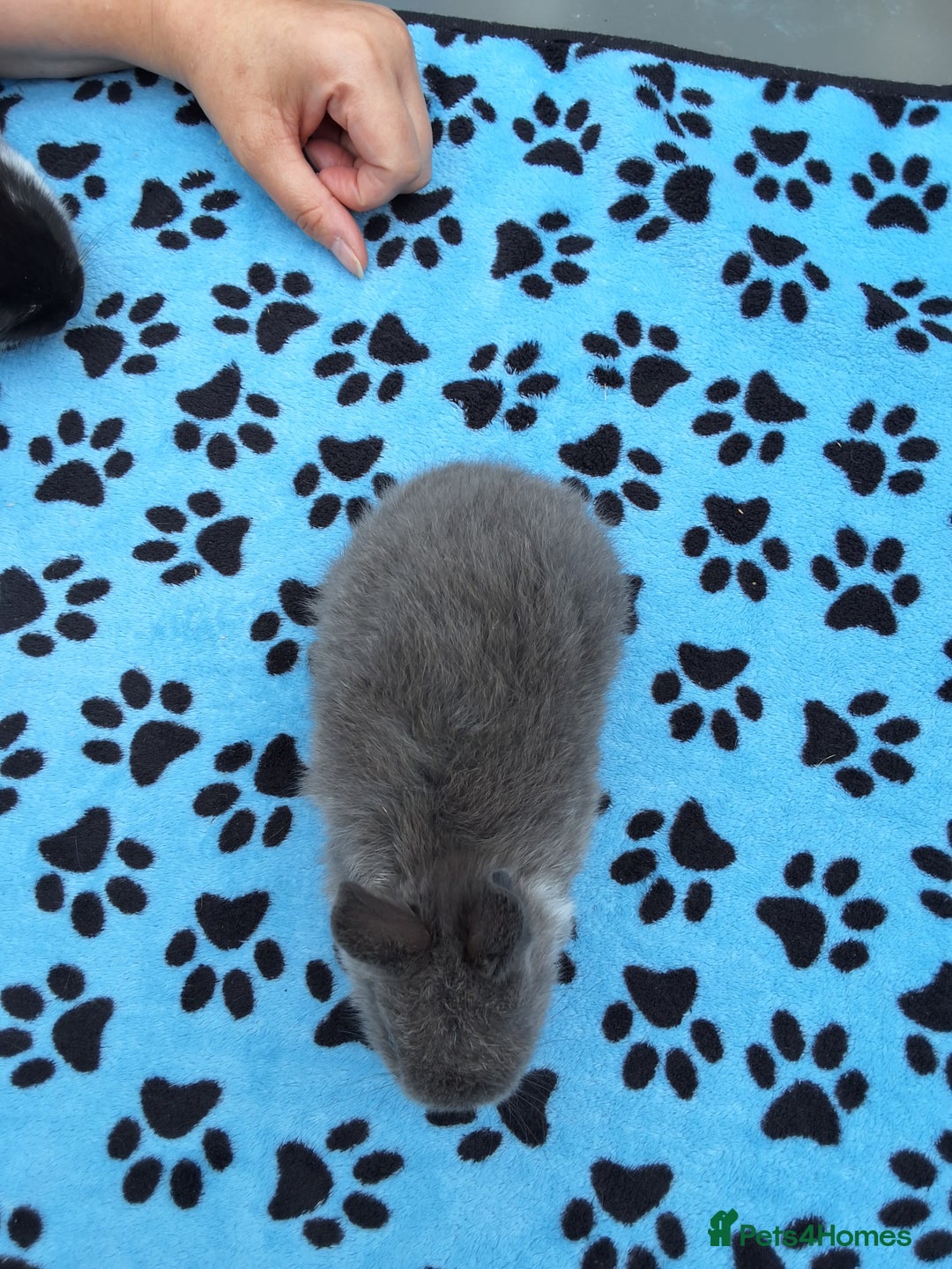 Netherland Dwarf rabbits for sale: 3 Netherland Dwarf bunnies ready 4 forever homes  - Image 17