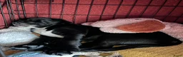 Springador dogs for sale: Happy chappy Springador looking for forever home  in Newquay - Advert 12