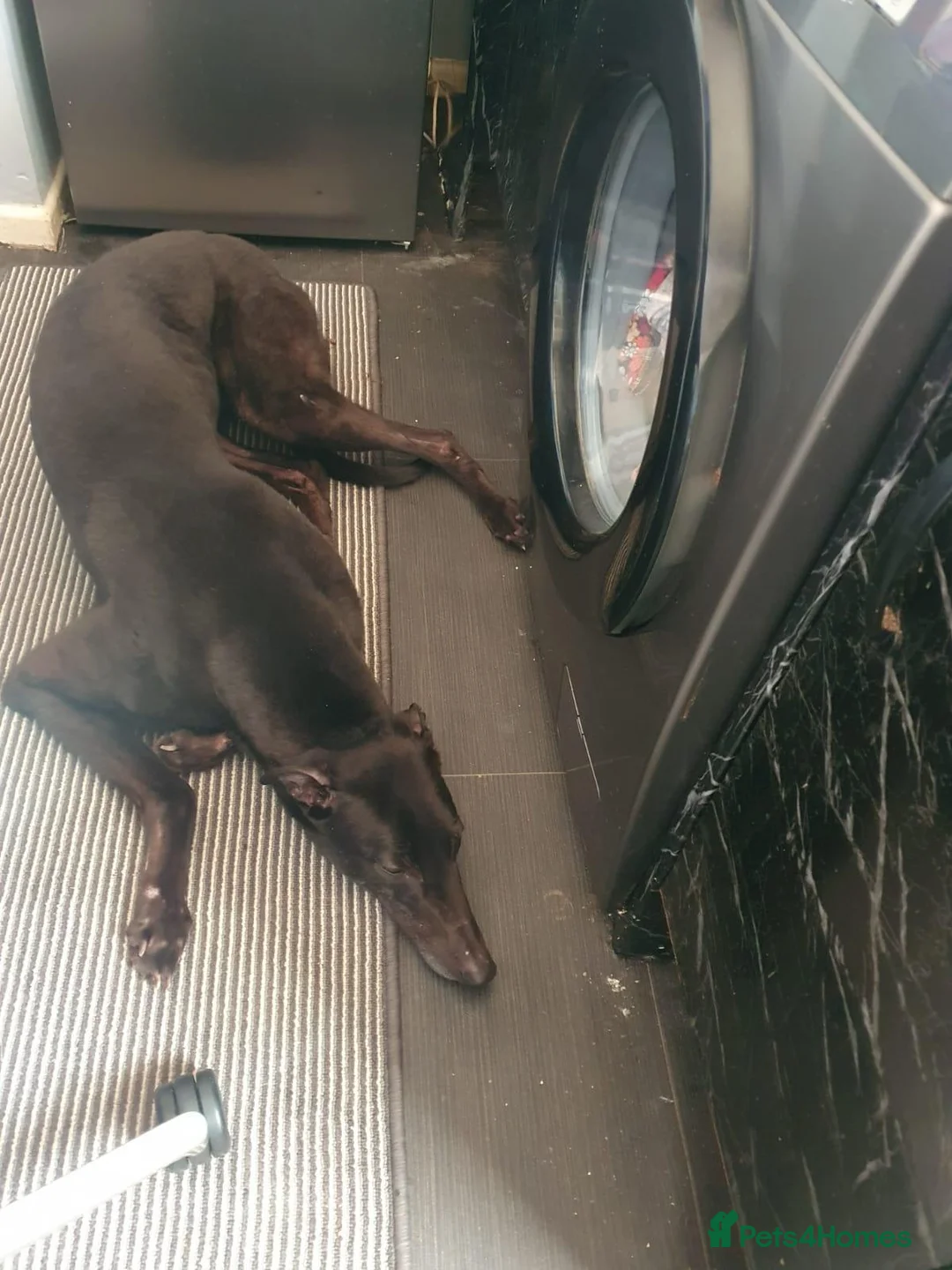 Greyhound dogs for sale: Mimi and Trigger -to a loving home - Advert 2