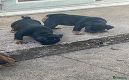 Dorset Olde Tyme Bulldogge dogs for sale: Pups for sale - Image 9