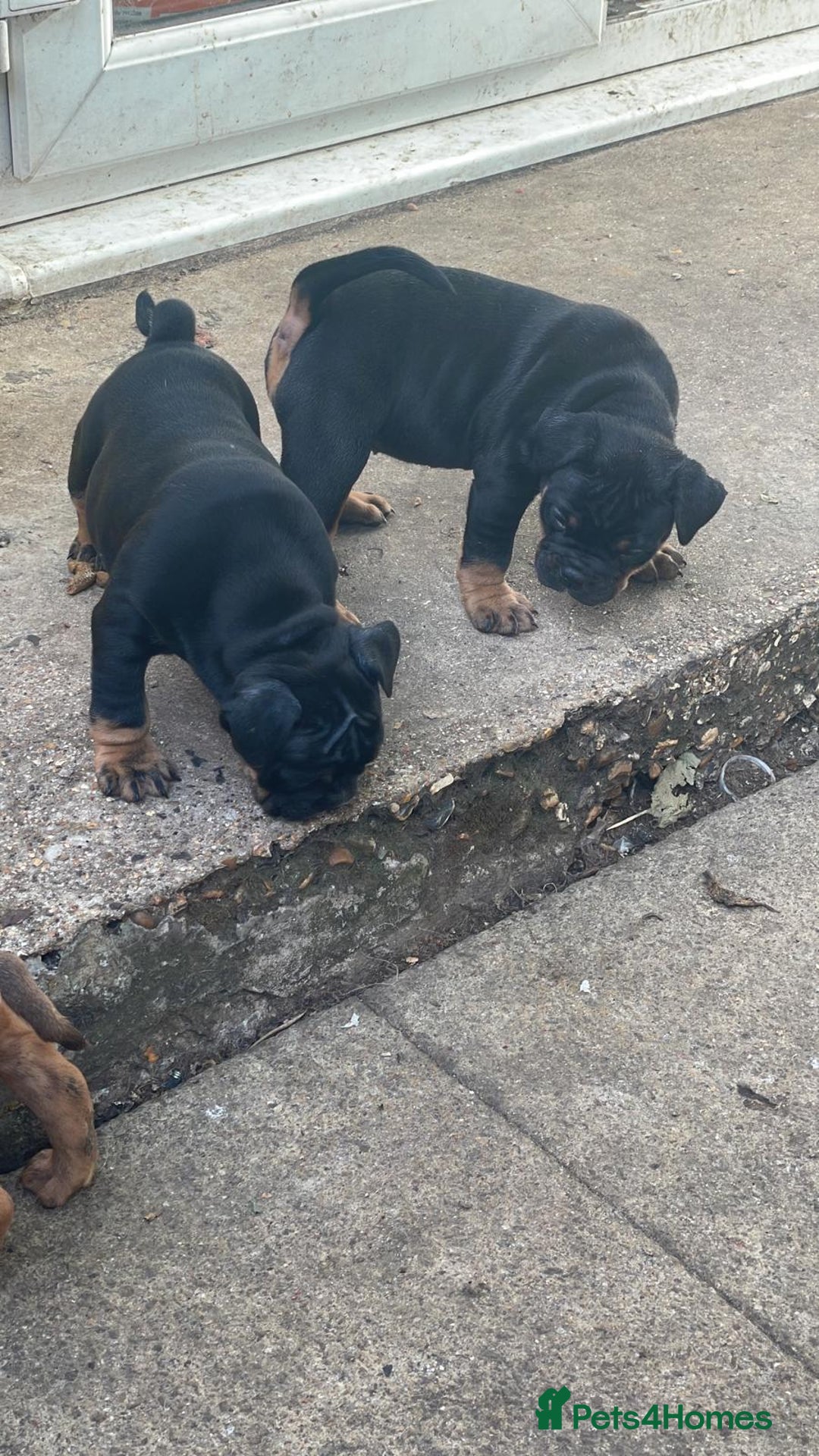 Dorset Olde Tyme Bulldogge dogs for sale: Pups for sale - Image 9