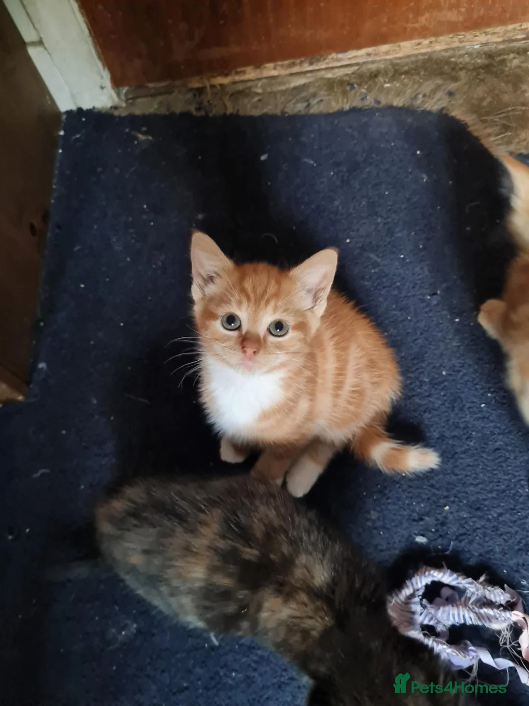 Mixed Breed cats for sale: Beautiful kittens for sale  - Advert 2