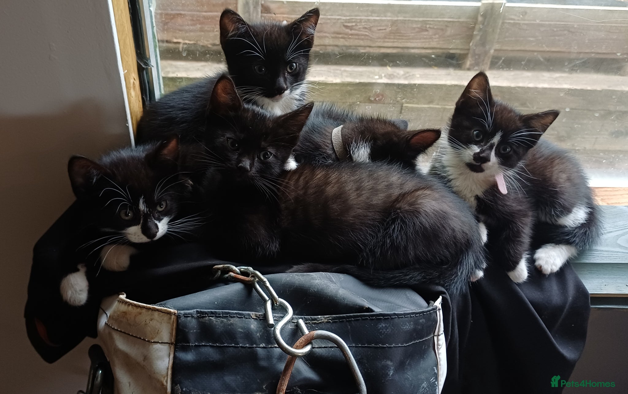 Mixed Breed cats 8 Gorgeous kittens READY TO BE REHOMED - Advert 1