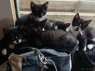 Mixed Breed cats 6 Gorgeous kittens READY TO BE REHOMED - Advert 1