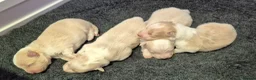 Border Collie dogs for sale: Exceptional, health tested, KC registered puppies - Advert 19