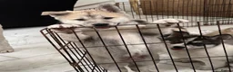 Siberian Husky dogs for sale: Siberian husky  in Dudley - Advert 18