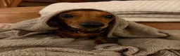 Dachshund dogs for sale: Mum and daughter mini dashounds for adoption   - Advert 2