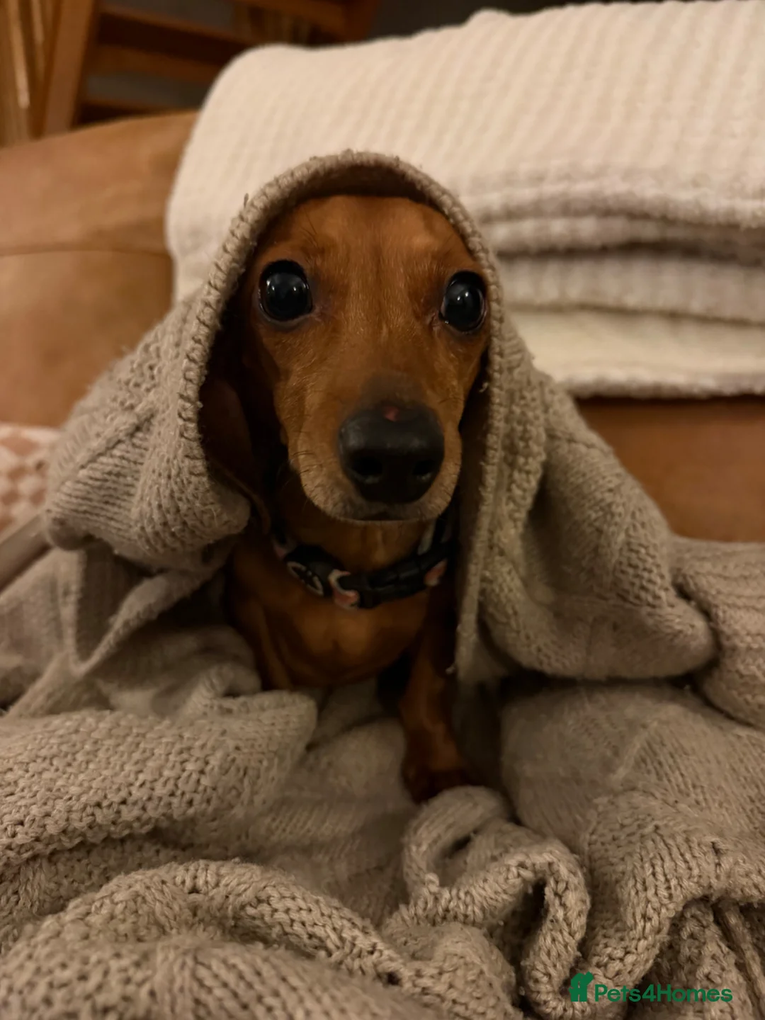 Dachshund dogs for sale: Mum and daughter mini dashounds for adoption   - Advert 2