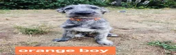 Irish Wolfhound dogs for sale: HEALTH TESTED KC Reg Irish Wolfhound Male - Advert 10