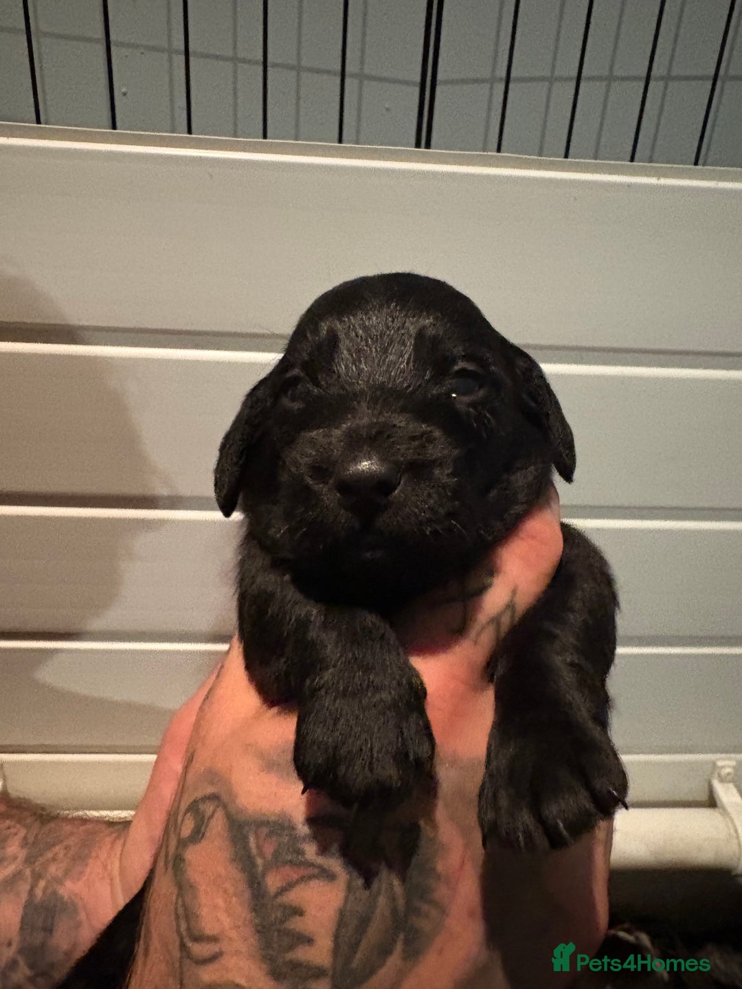 Labradoodle dogs for sale: Stunning labradoodle puppies  - Image 12