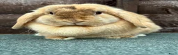 Mini Lop rabbits for sale: Chocolate Harliquin Doe  - Advert 4
