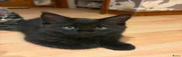 Maine Coon cats for sale: Fluffy Maine Coon Kittens - Advert 33