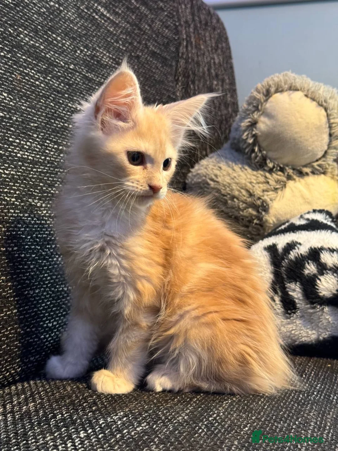 Maine Coon cats for sale: TICA registered purebred Maine Coon kittens - Advert 17