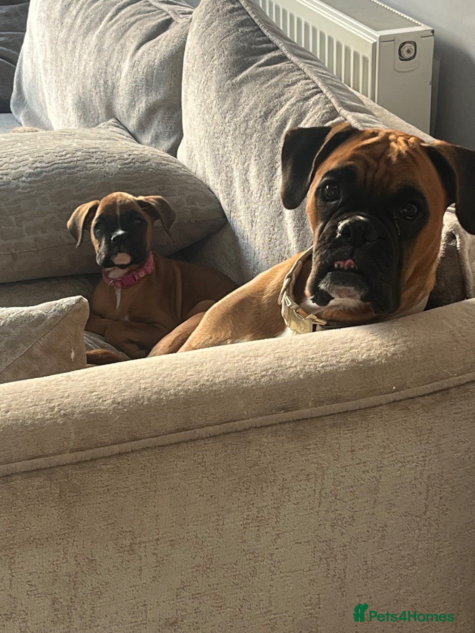 Boxer dogs Beautiful litter of boxee pups  - Advert 4