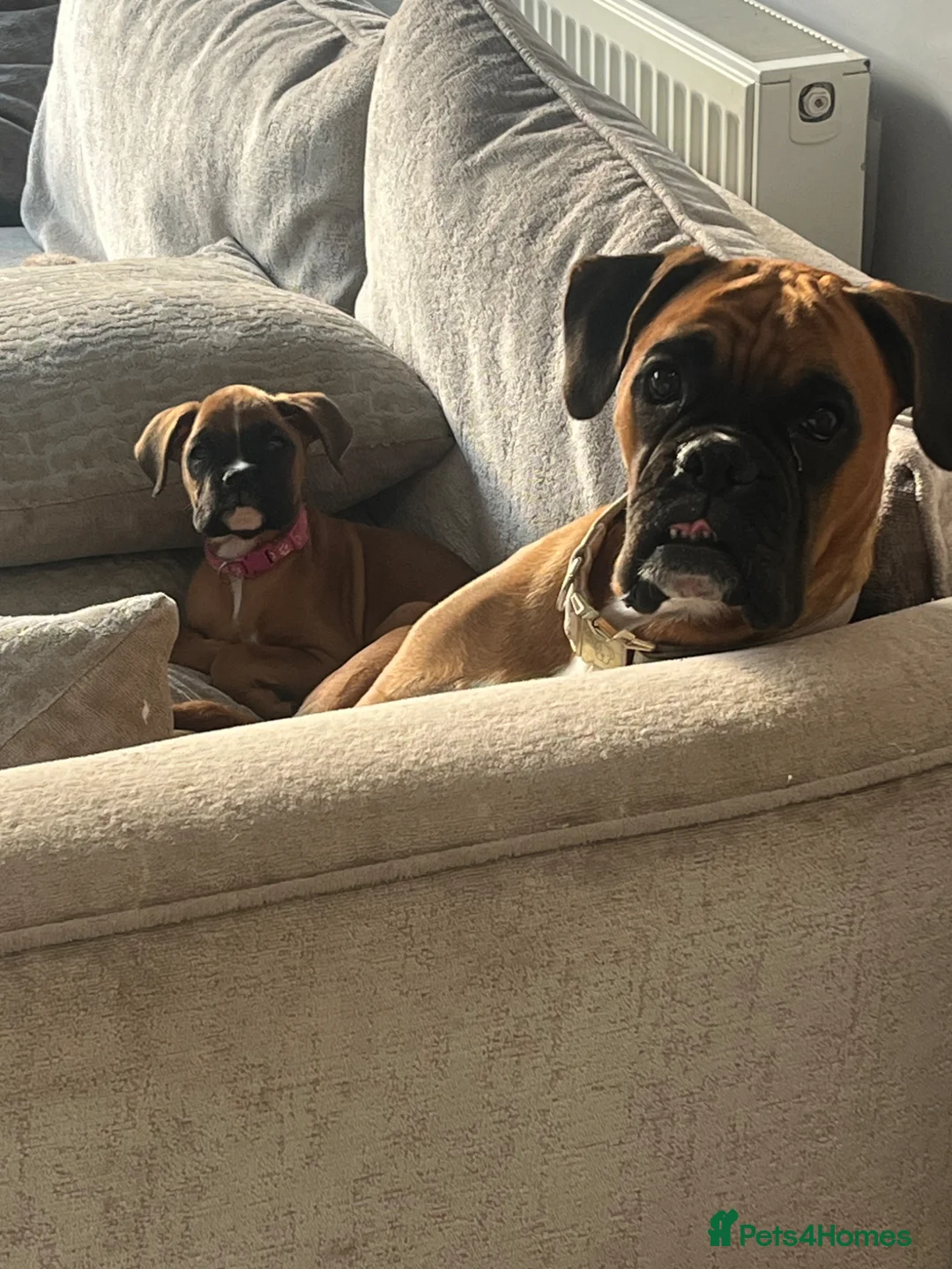Boxer dogs for sale: Beautiful litter of boxee pups  - Advert 1