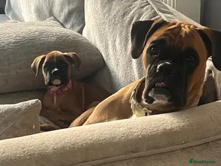 Boxer dogs Beautiful litter of boxee pups - Advert 4