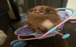 Pomeranian dogs for sale: Female pom 3 years old read description  - Image 3