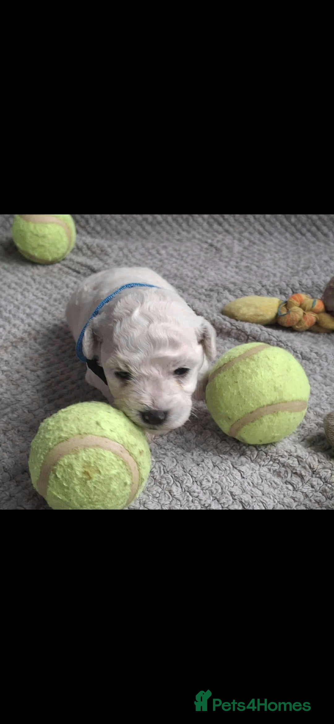 Bichon Frise dogs for sale: Beautiful Bichon Frise Litter 3M/1F – Puppy Pack - Image 5