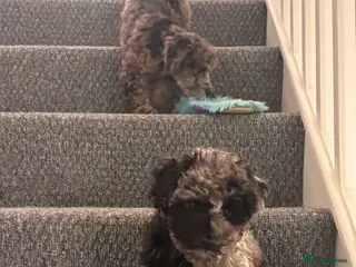 Mixed Breed dogs Toy/mini poodle female puppy - Advert 15