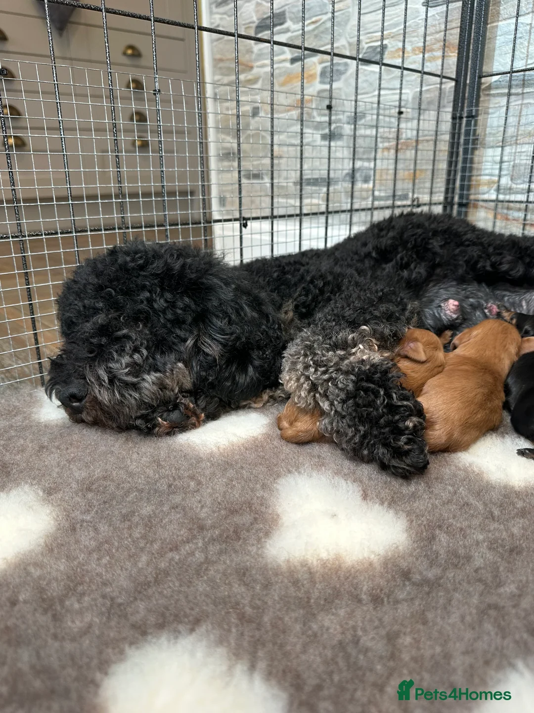 Cavapoo dogs for sale: Adorable Cavapoo puppies. Health tested Parent.  - Advert 6